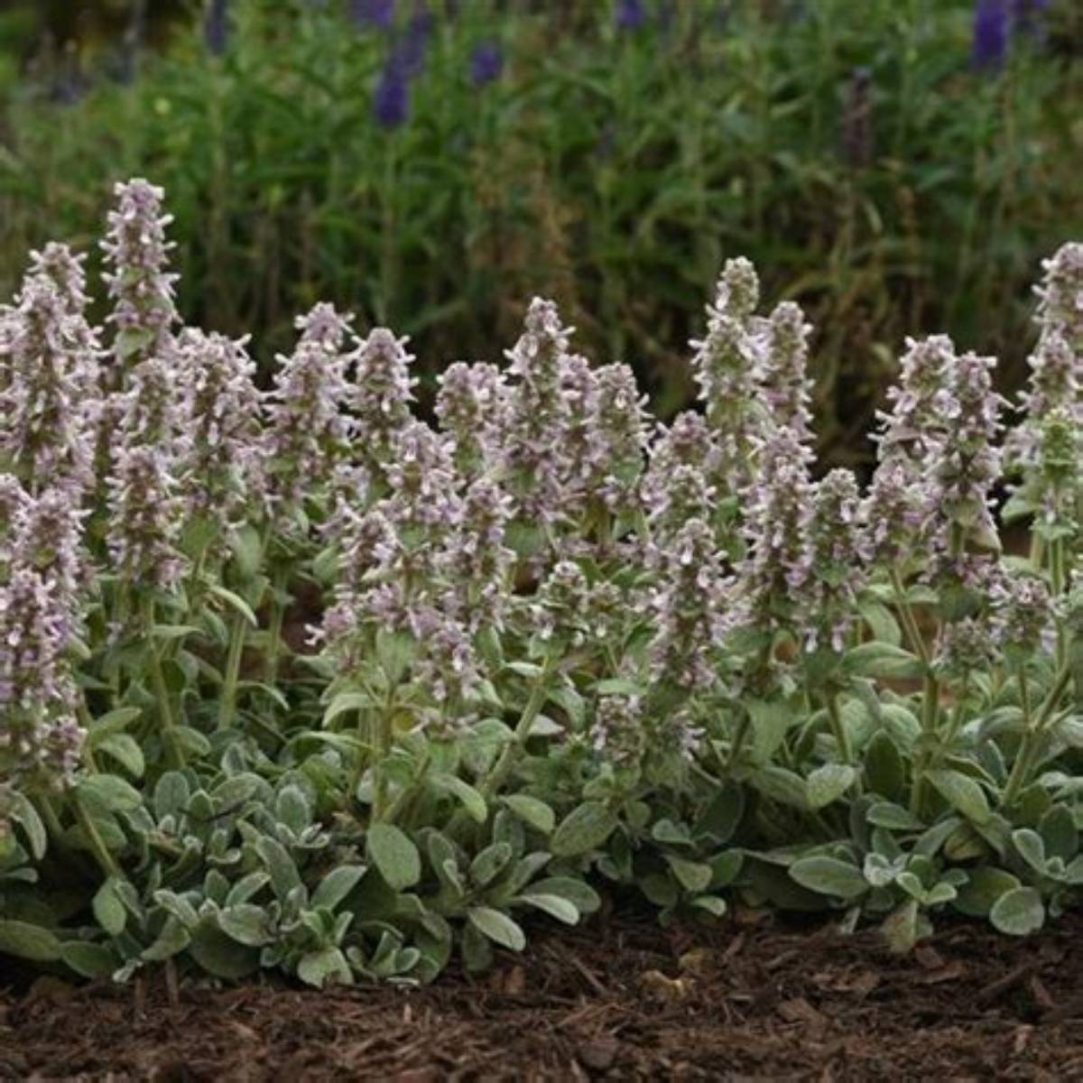 Little Lamb Lamb's Ear