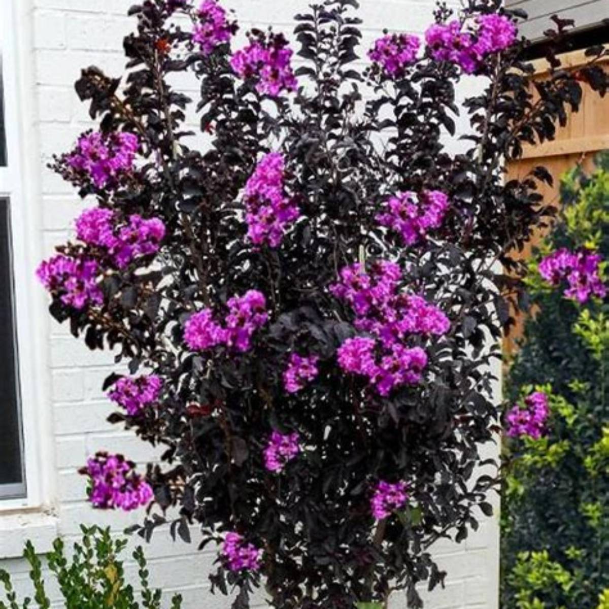 Thunderstruck™ Lavender Skies™ Crapemyrtle Tree
