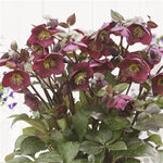 Frostkiss® Anna's Red Hellebore
