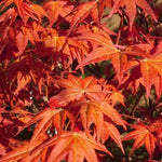 Dragon Tears™ Japanese Maple Tree