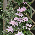 Pink Fantasy Clematis
