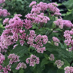 Little Joe, Joe Pye Weed