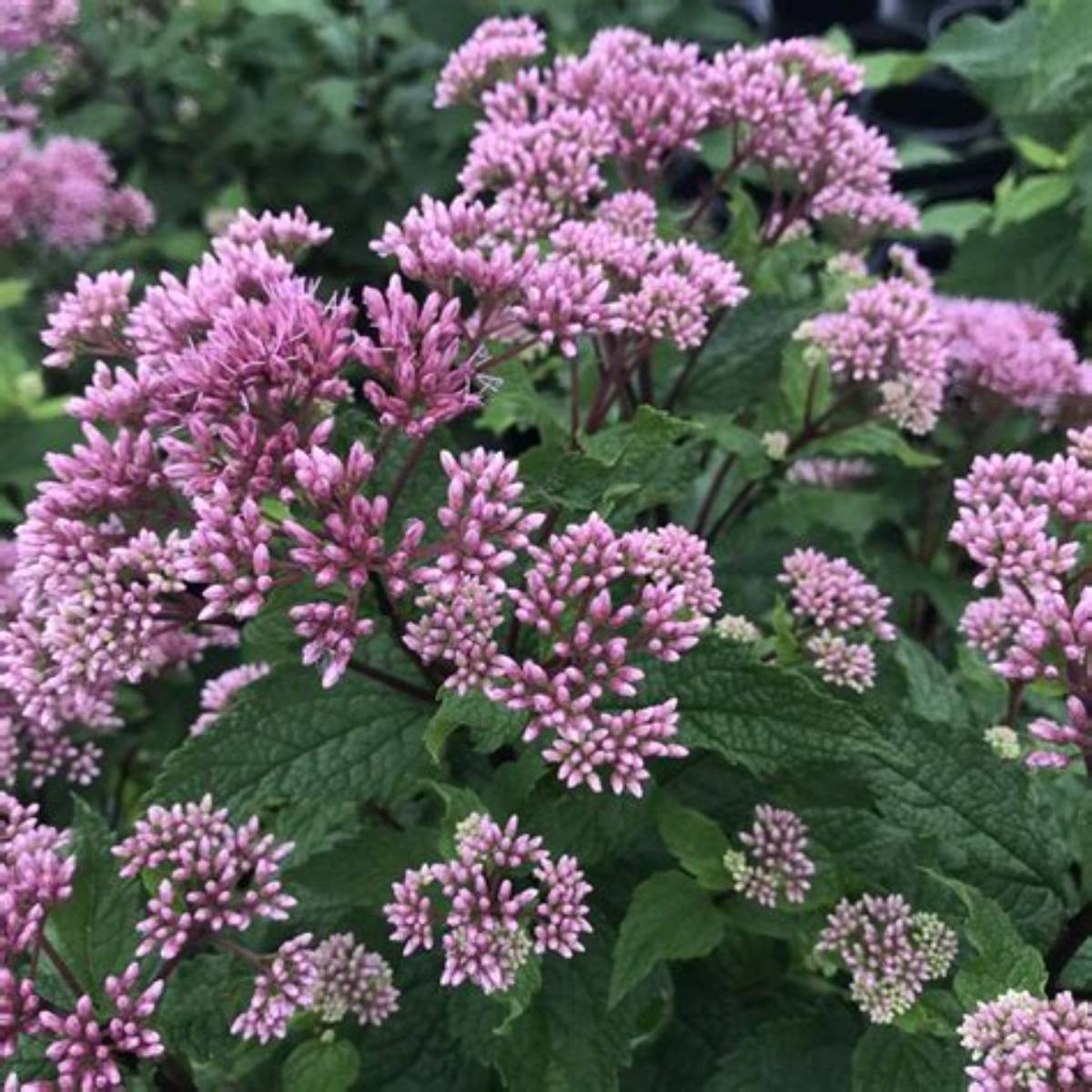 Little Joe, Joe Pye Weed