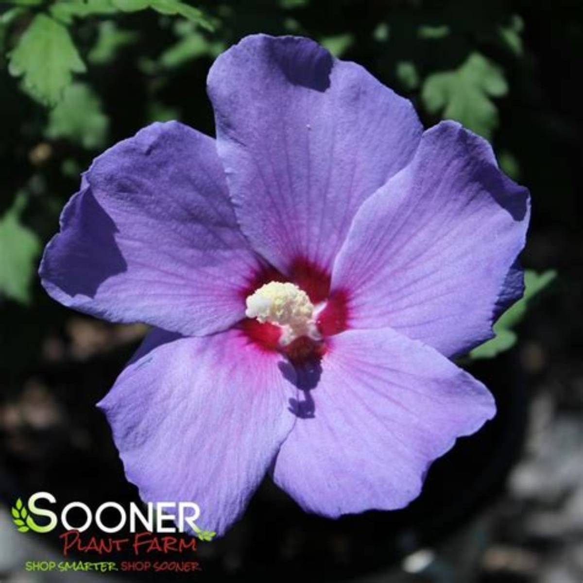Paraplu® Violet Althea