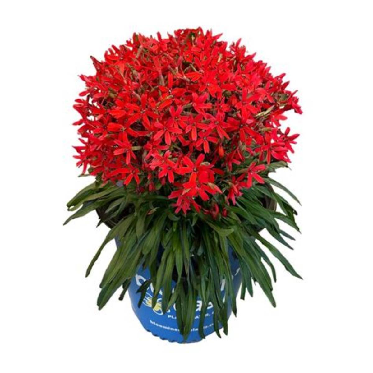 Forged by Fire™ Catchfly