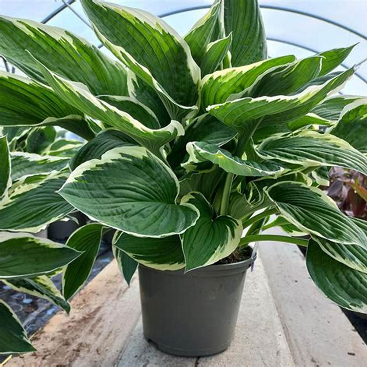 Francee Hosta