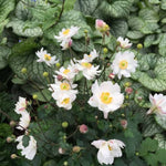 Fantasy™ Snow Angel Anemone