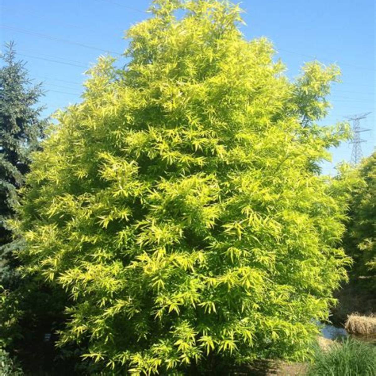 Golden Sunshine Willow