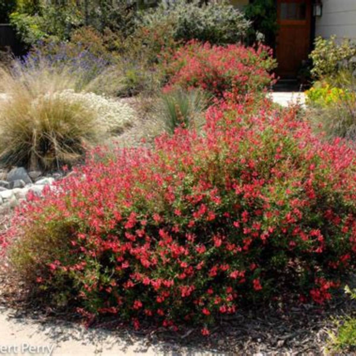 Furman's Red Autumn Sage