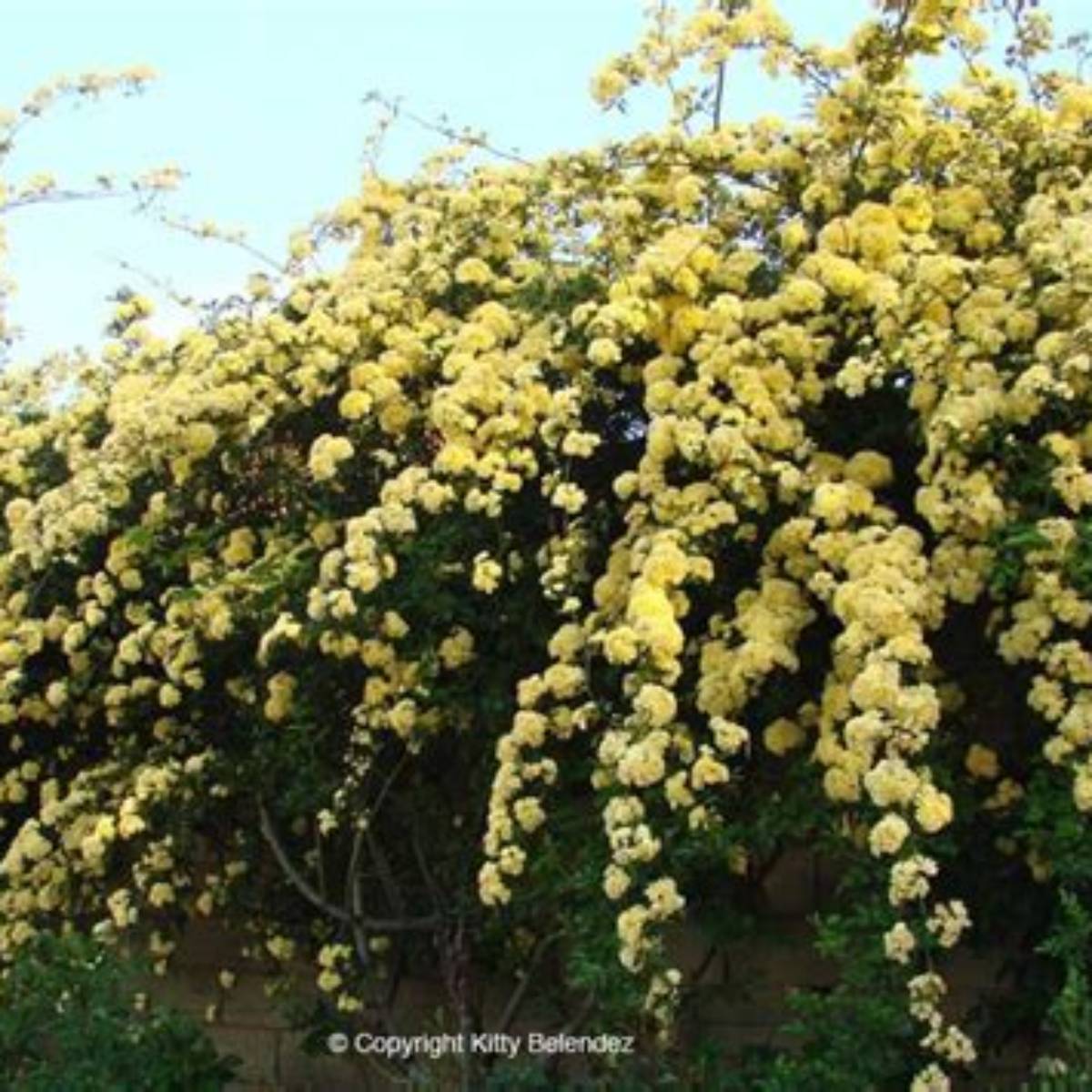 Yellow Lady Banks Rose
