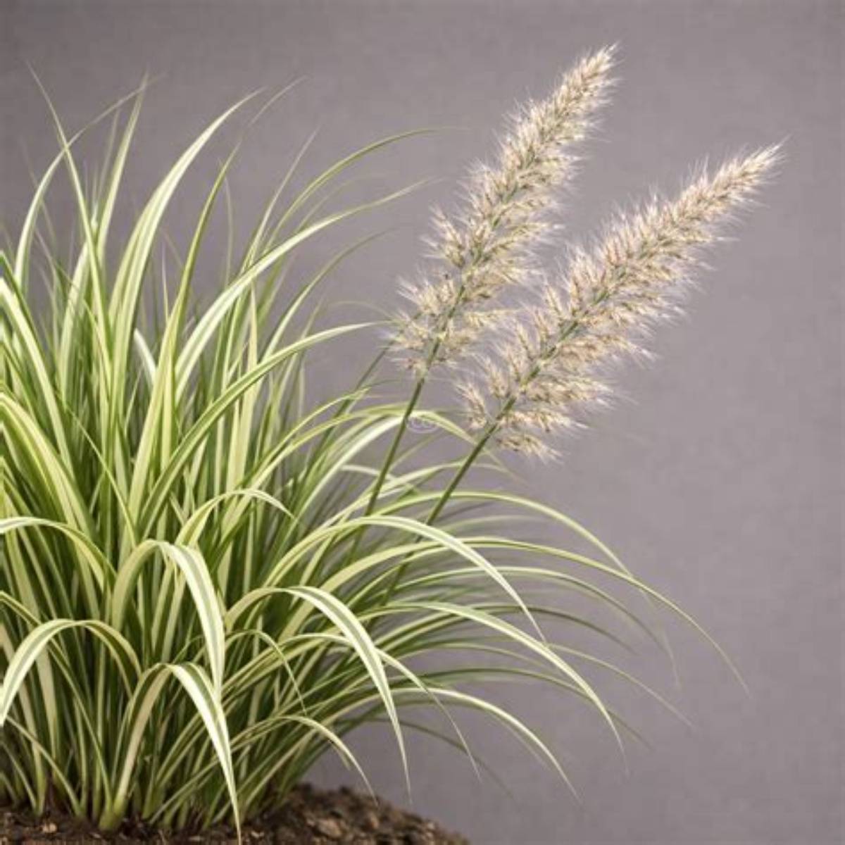 Avalanche Variegated Feather Reed Grass