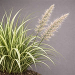 Avalanche Variegated Feather Reed Grass