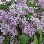 Common Purple Lilac