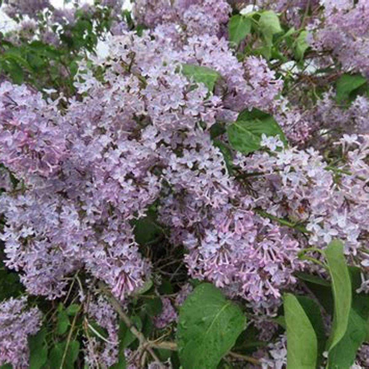 Common Purple Lilac