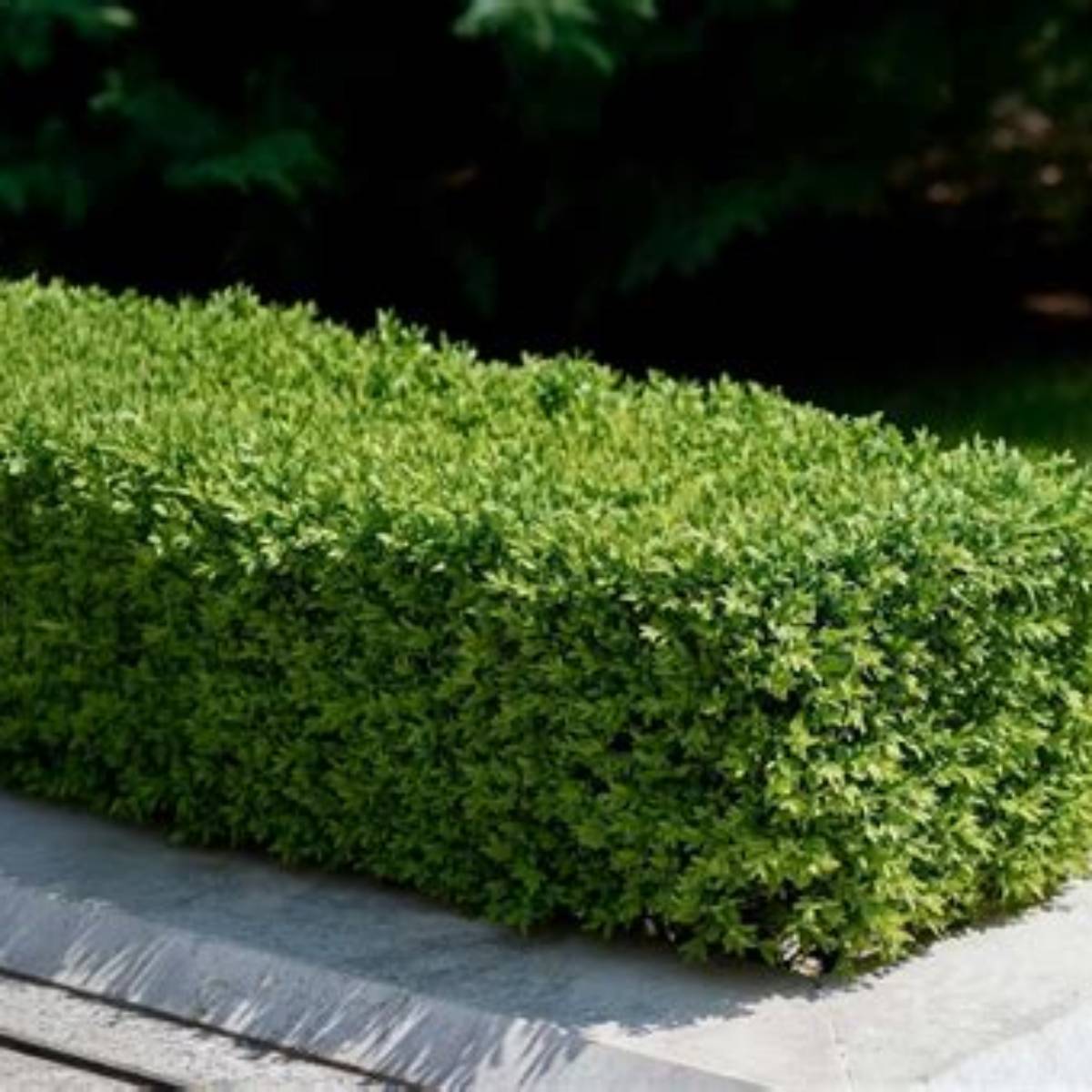 Green Borders™ Boxwood