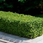 Green Borders™ Boxwood