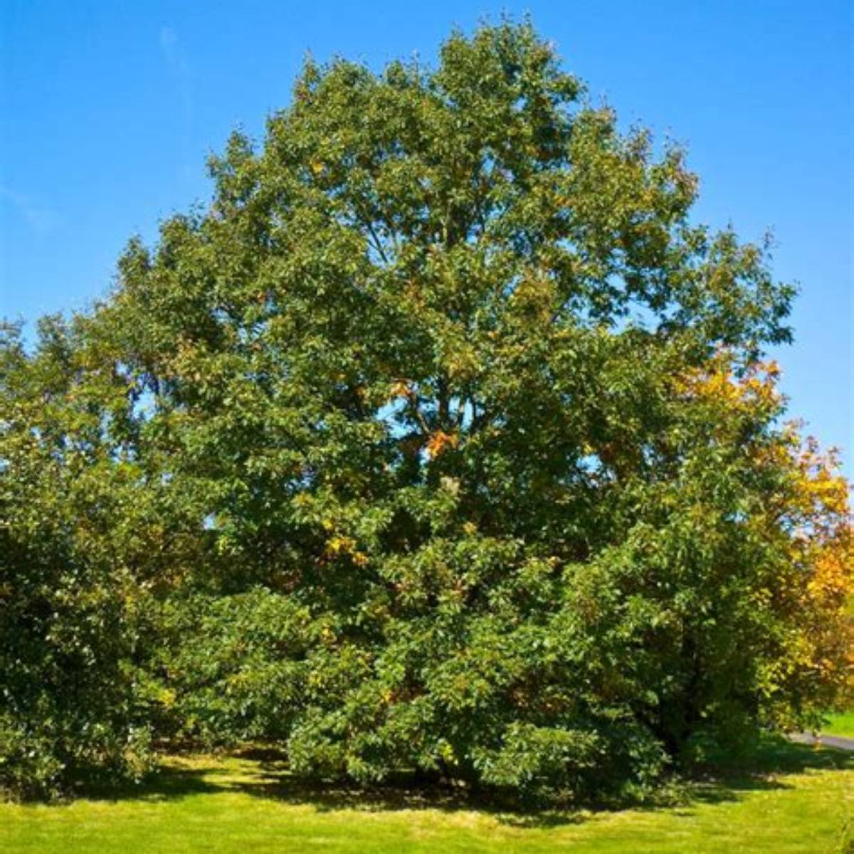 Black Oak Tree
