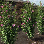 Purple Pillar® Althea