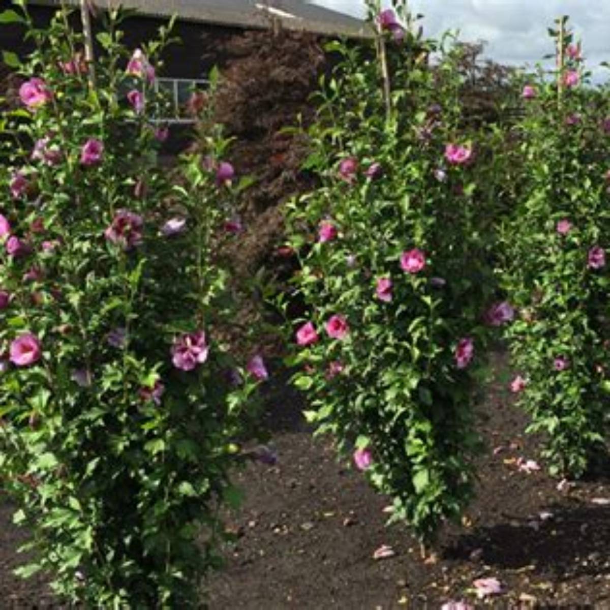 Purple Pillar® Althea