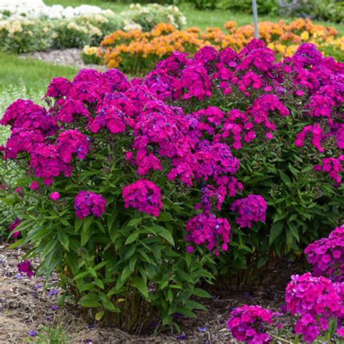 Luminary® Ultraviolet Phlox