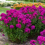 Luminary® Ultraviolet Phlox