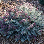 Eversilver™ Creeping Germander
