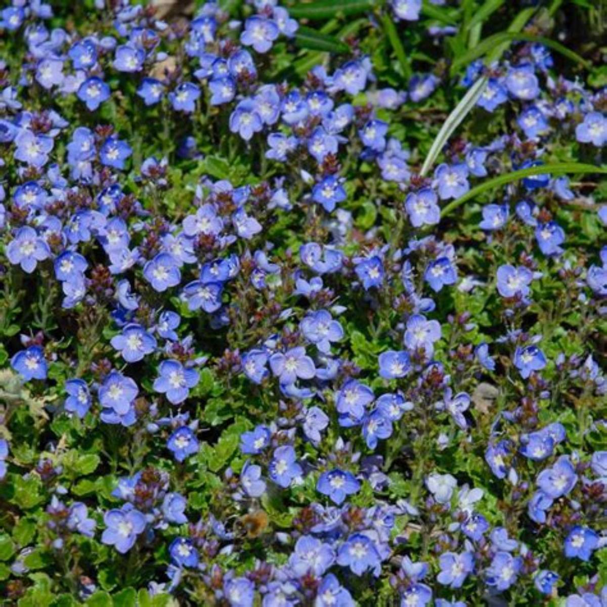 Crystal River® Veronica