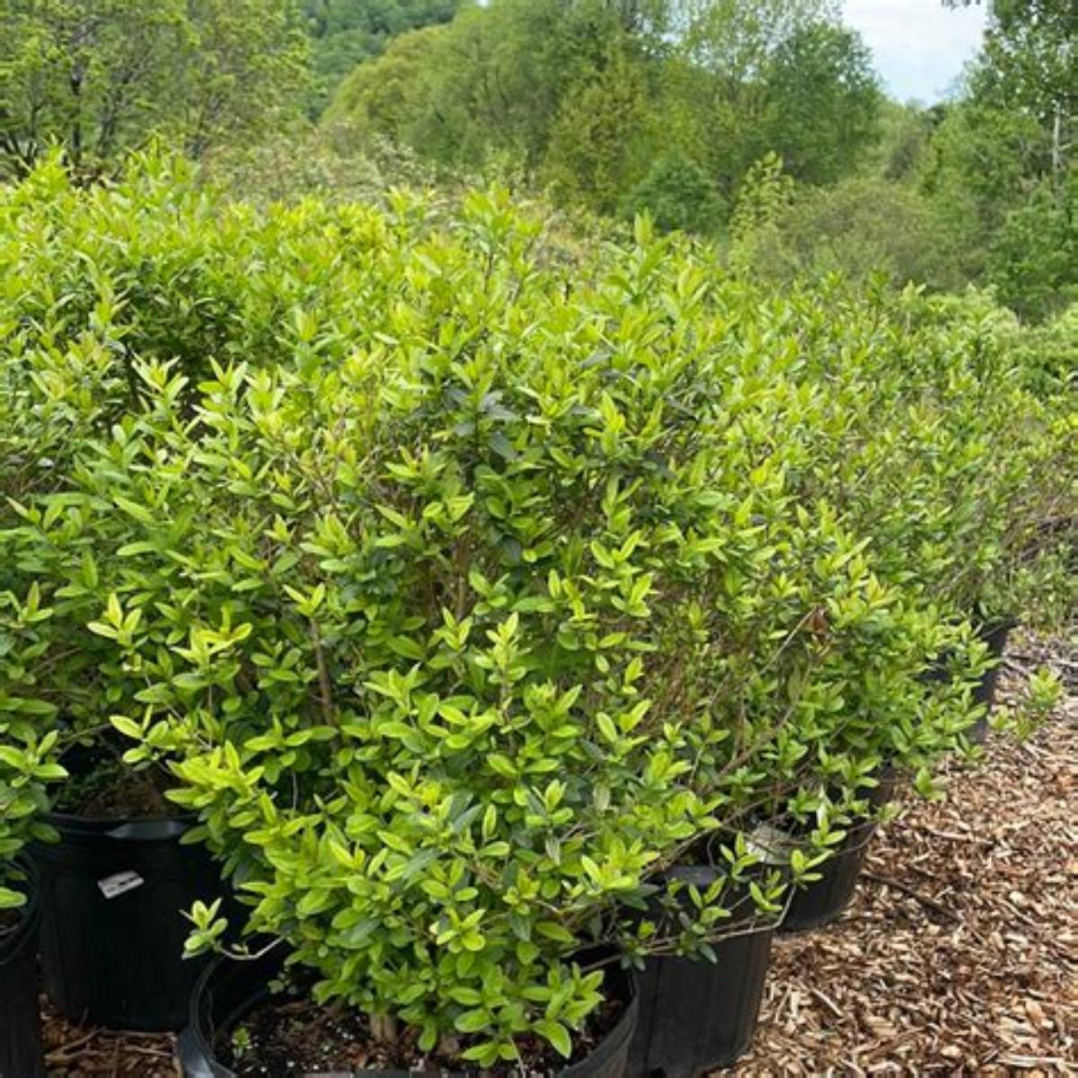 Lodense Privet