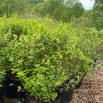 Lodense Privet