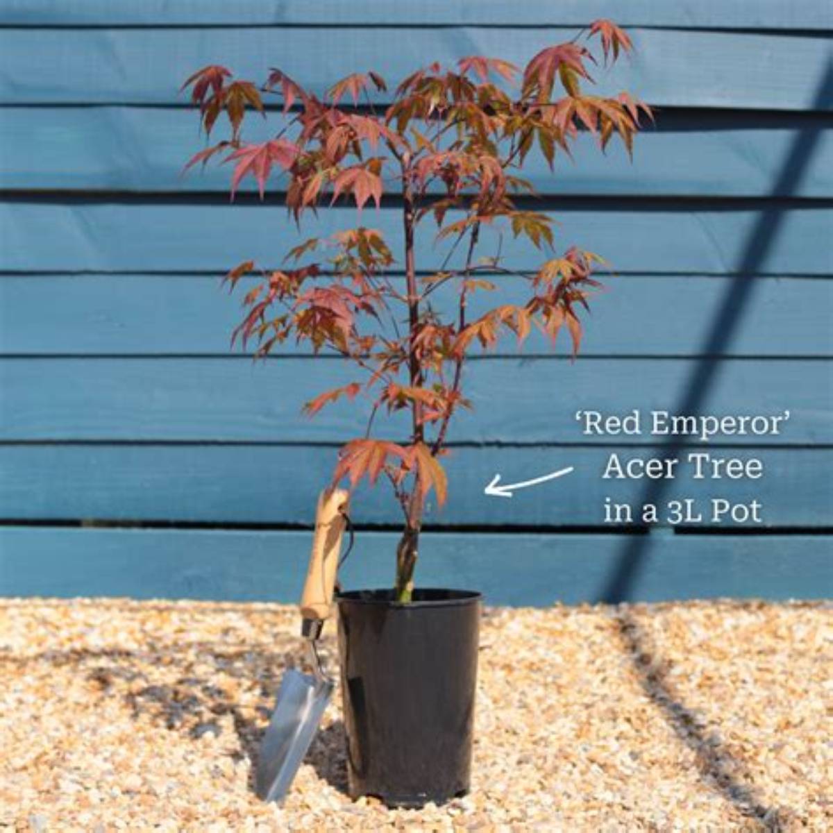 Hefner's Red Japanese Maple Tree