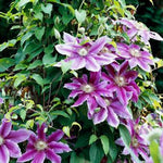 Dr. Ruppel Clematis Ladder