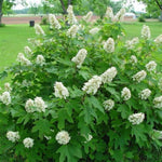 Alice Oakleaf Hydrangea