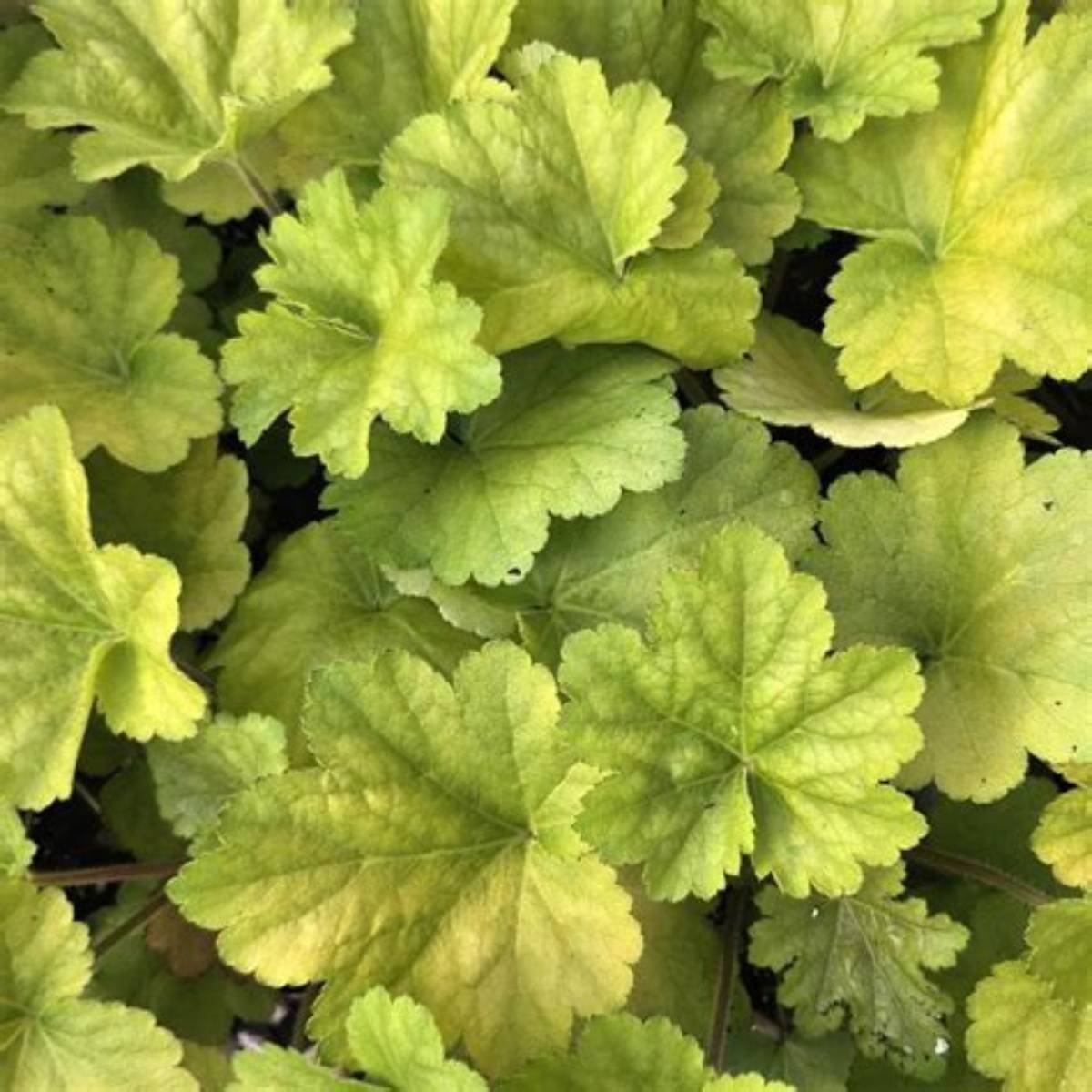 Carnival Lime Zest Coral Bells