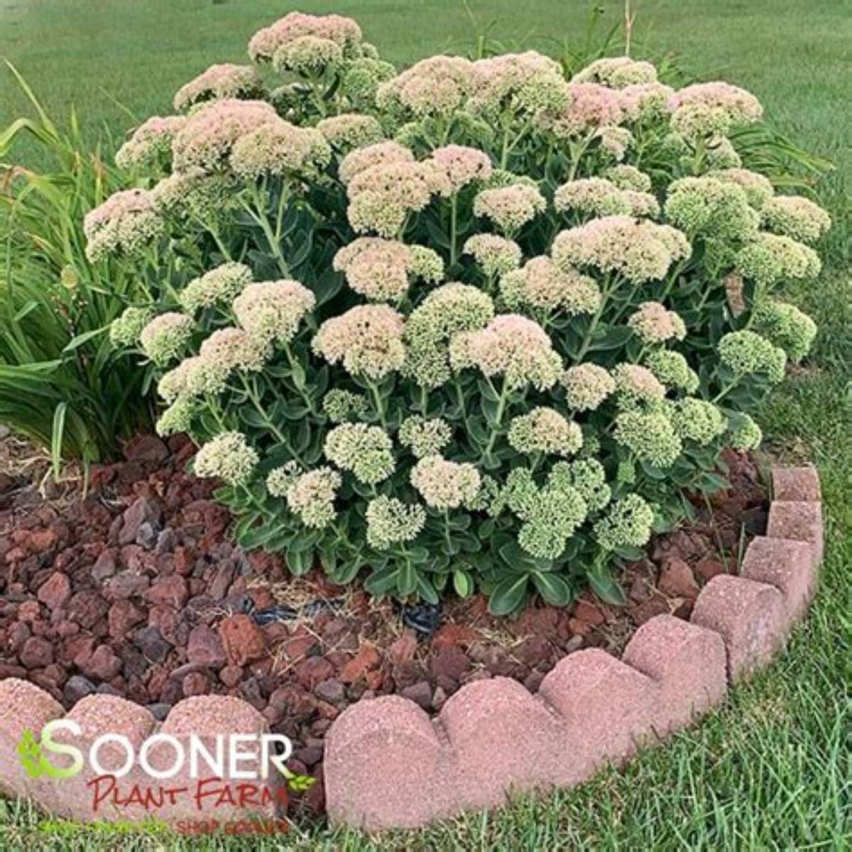 Autumn Joy Sedum