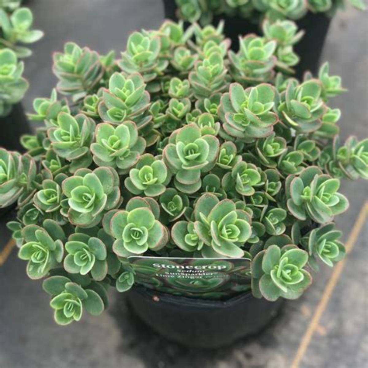 Sunsparkler® Lime Zinger Sedum