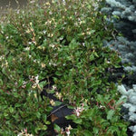 Purple Leaf Honeysuckle
