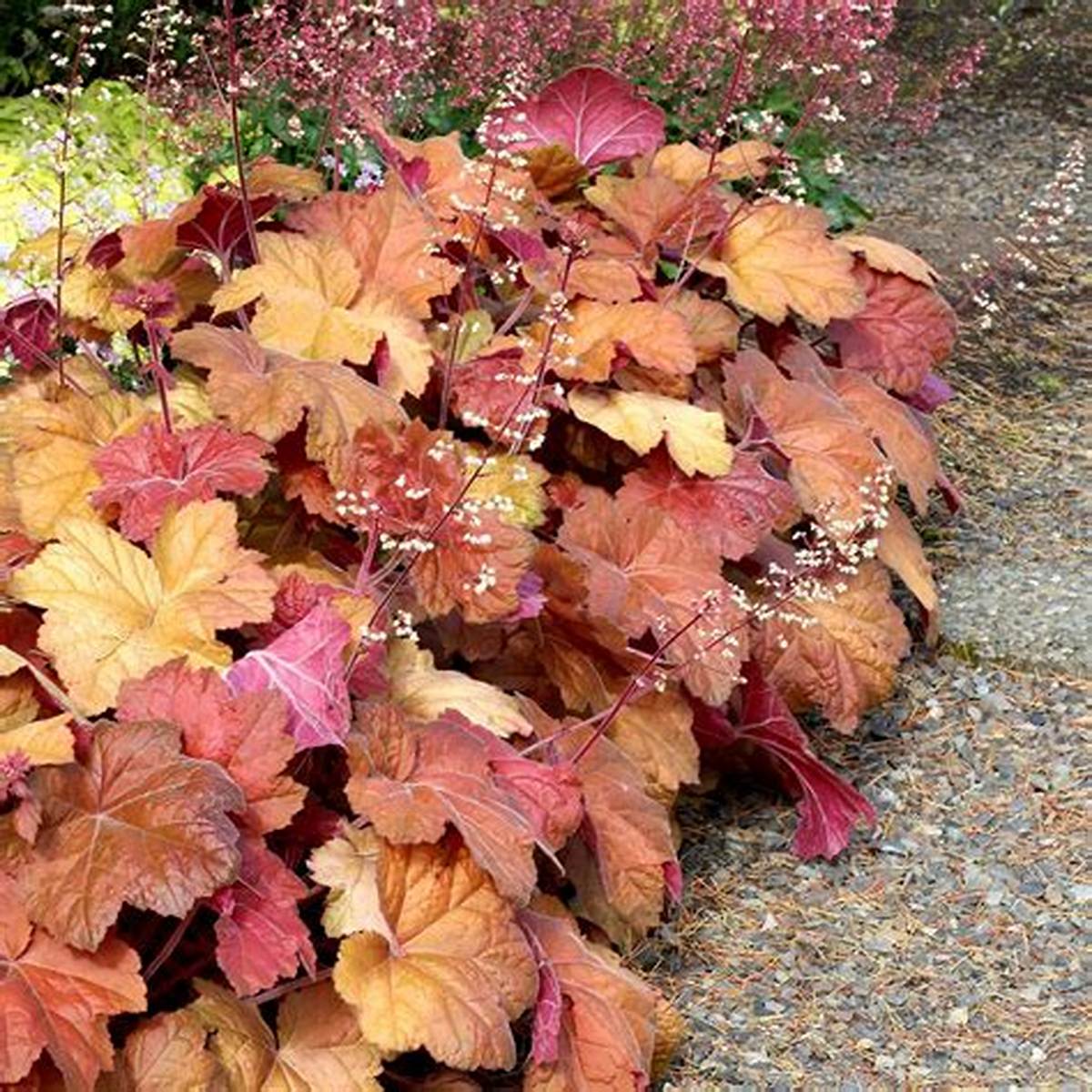 Southern Comfort Coral Bells