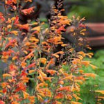 Coronado® Agastache