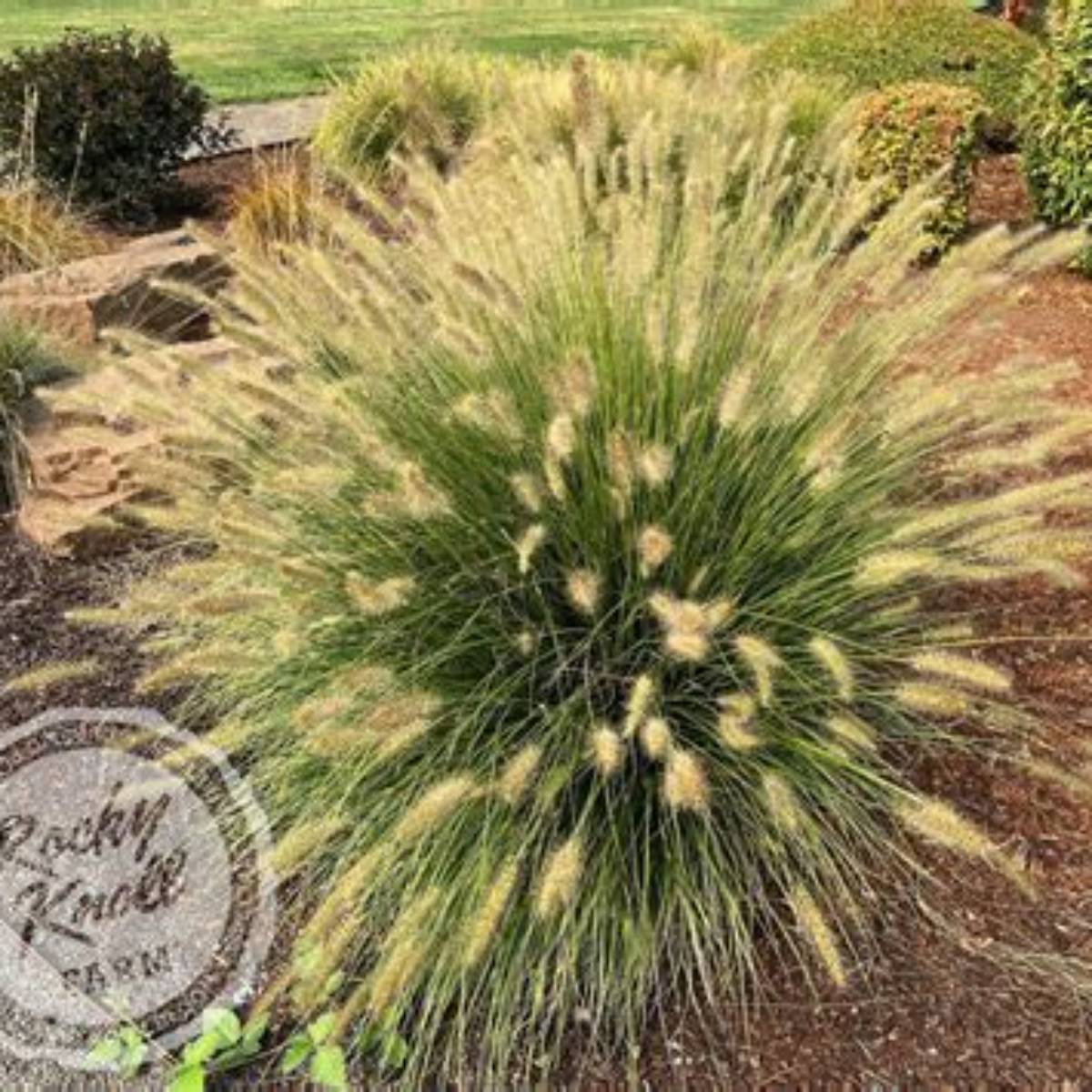 Hameln Dwarf Fountain Grass