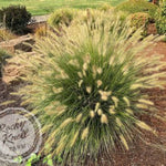 Hameln Dwarf Fountain Grass