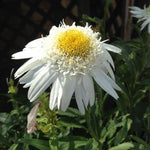 Real Glory Shasta Daisy