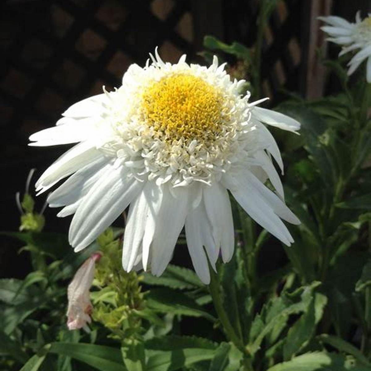 Real Glory Shasta Daisy