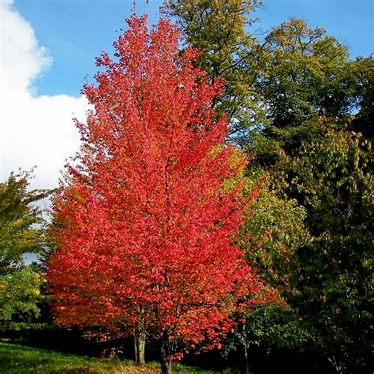 Autumn Flame Maple Tree