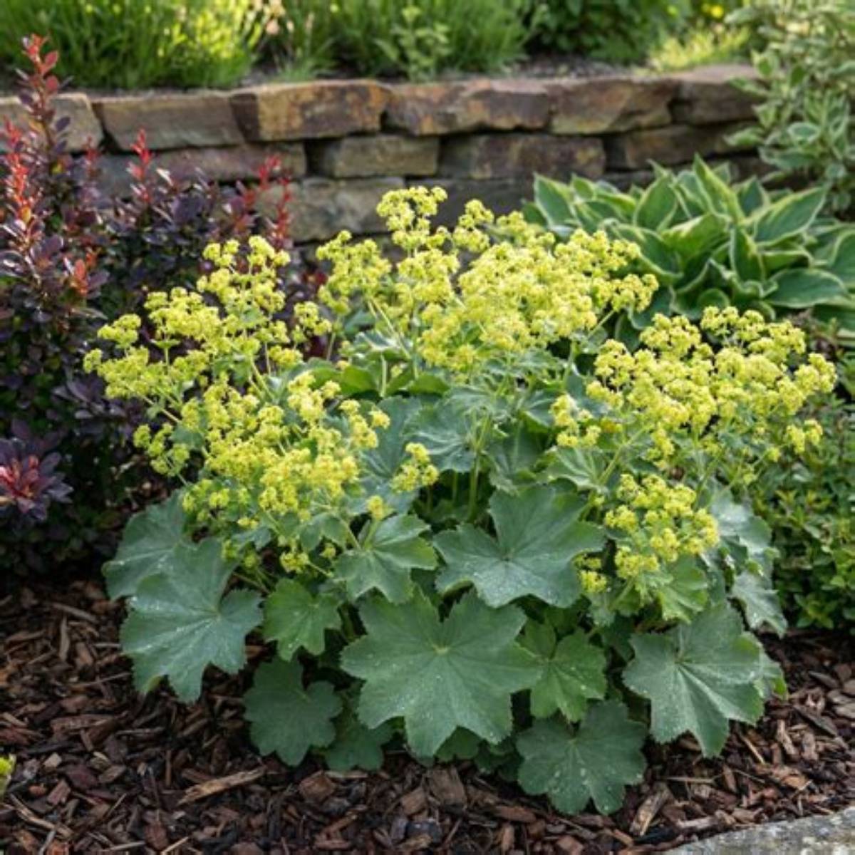 Thriller Lady's Mantle
