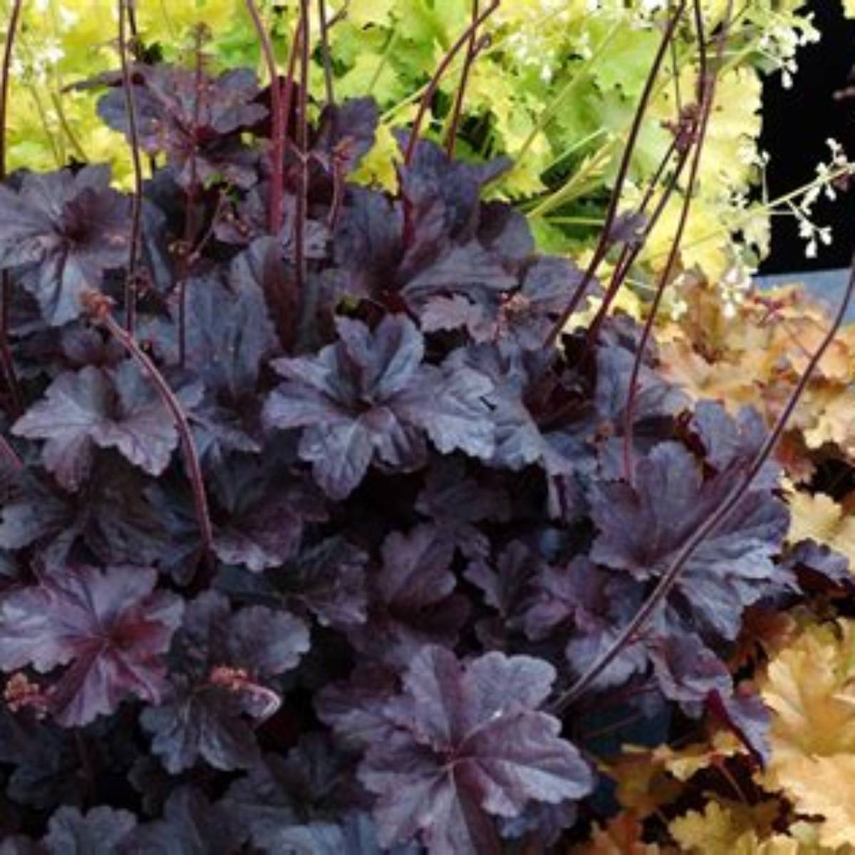 Obsidian Coral Bells