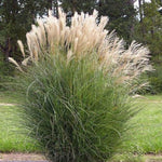 Maiden Grass