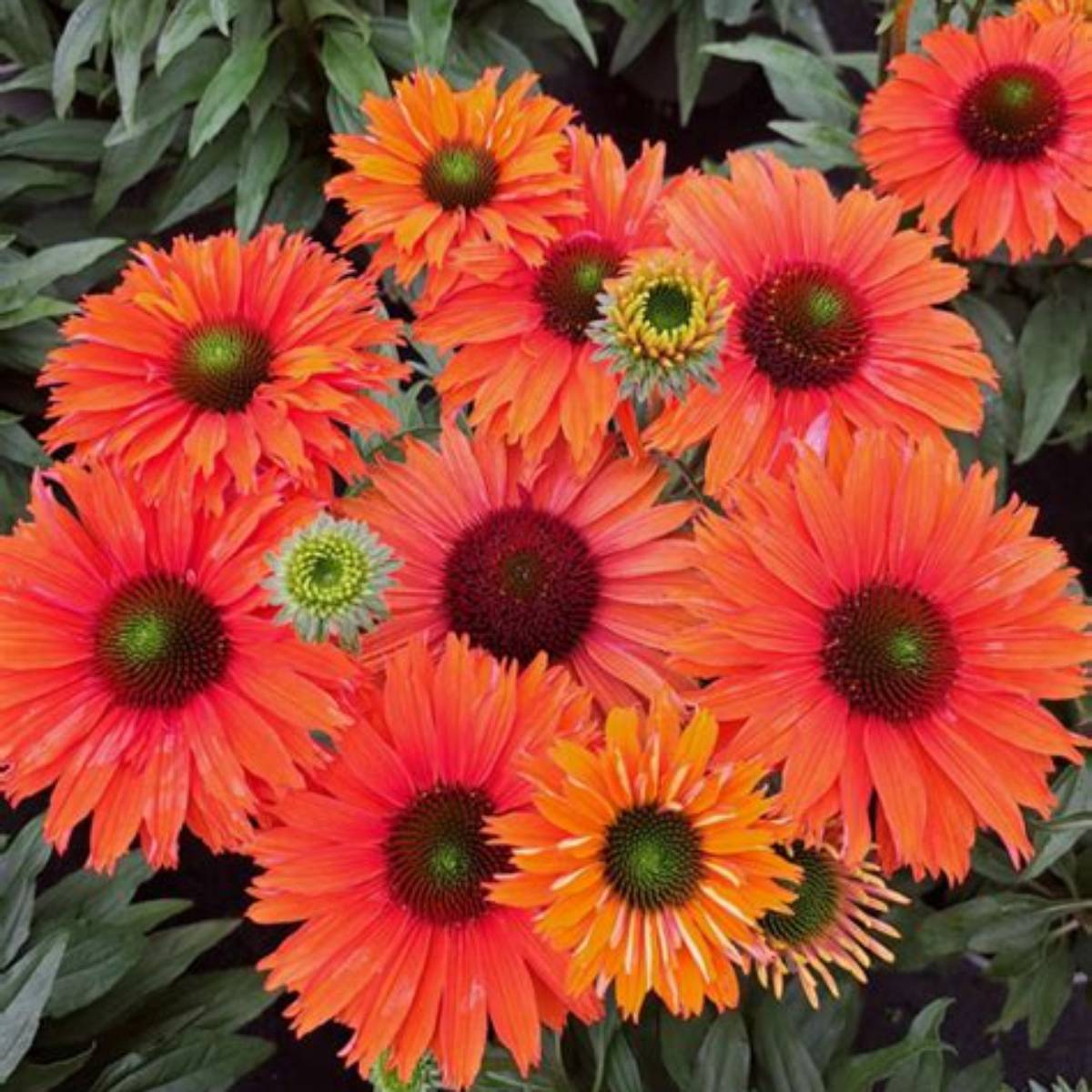 SunSeekers® Mineola Coneflower