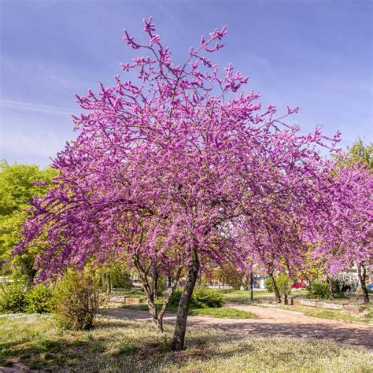 Redbud Tree