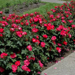 Knock Out® Rose