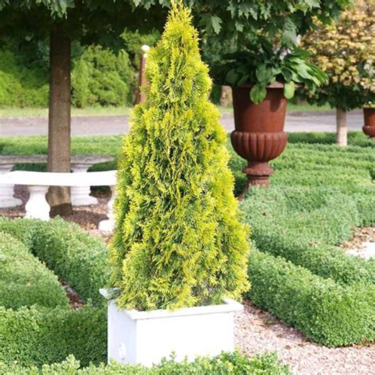 Highlights® Arborvitae